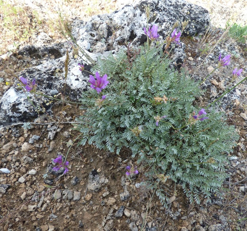 Astragalus cadmicus photo 7