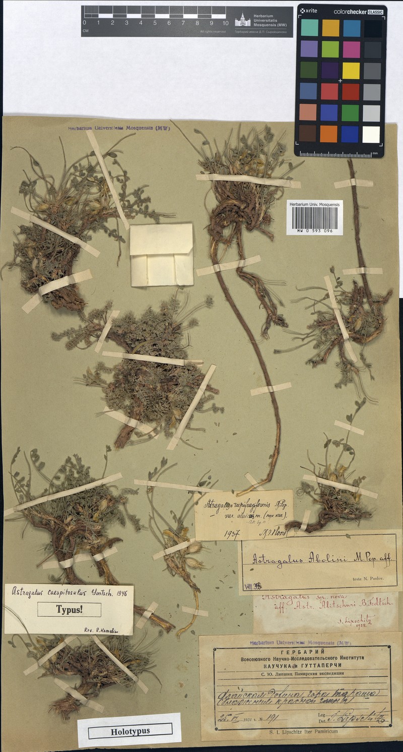 Astragalus caespitosulus