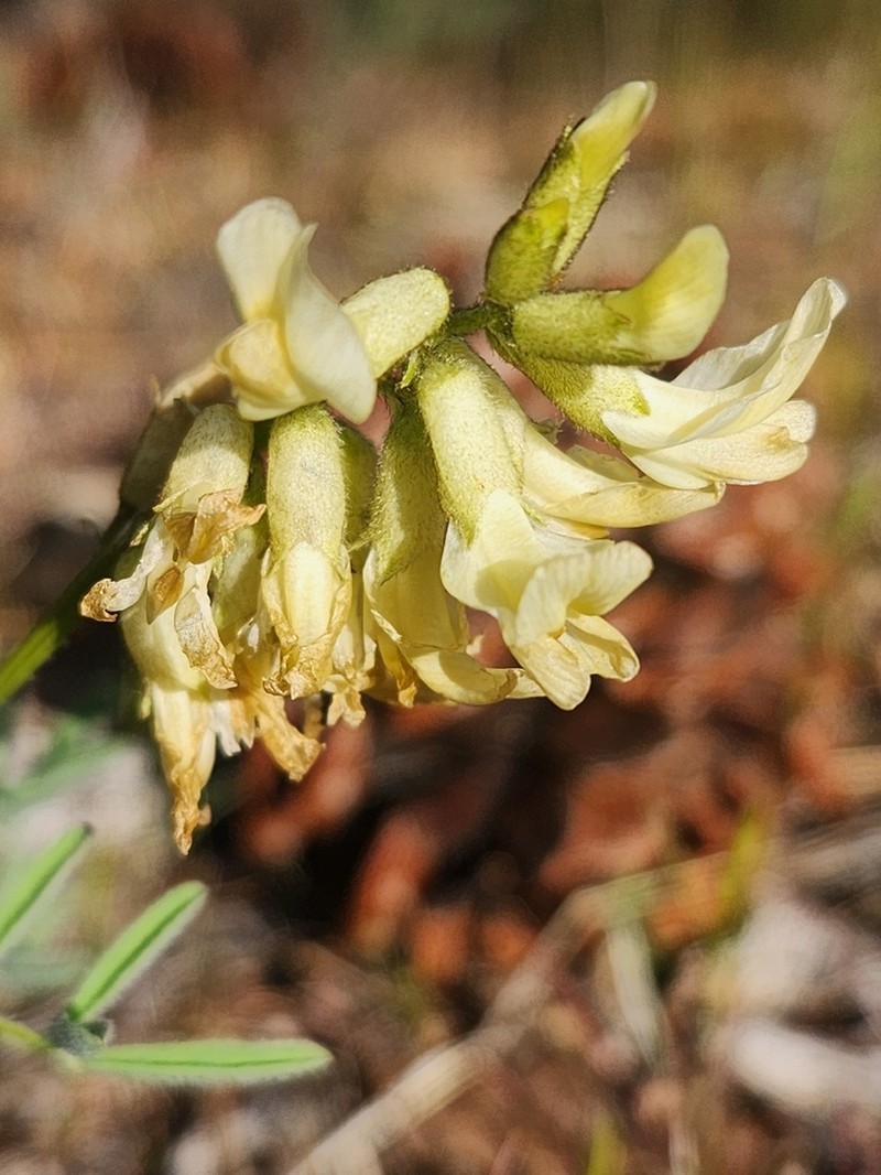 Klamath Basin Milkvetch