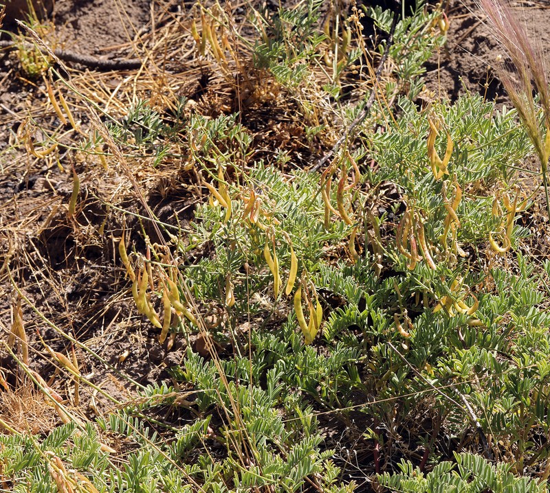 Klamath Basin Milkvetch photo 2