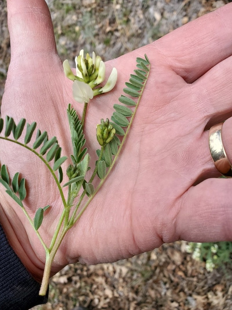 Klamath Basin Milkvetch photo 3