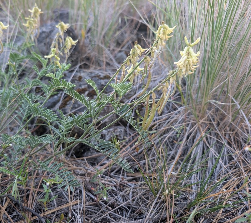 Klamath Basin Milkvetch photo 4