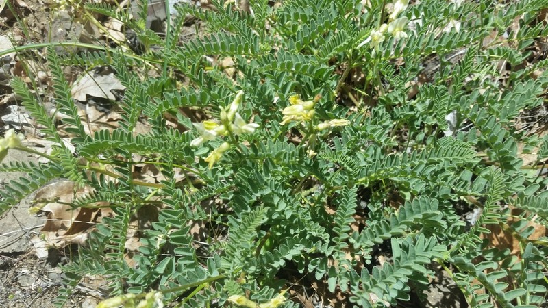 Klamath Basin Milkvetch photo 5
