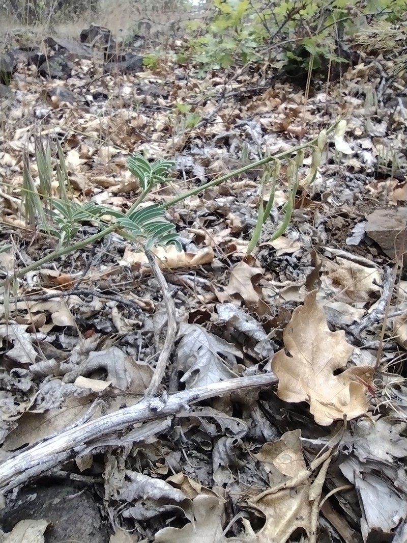 Klamath Basin Milkvetch photo 6