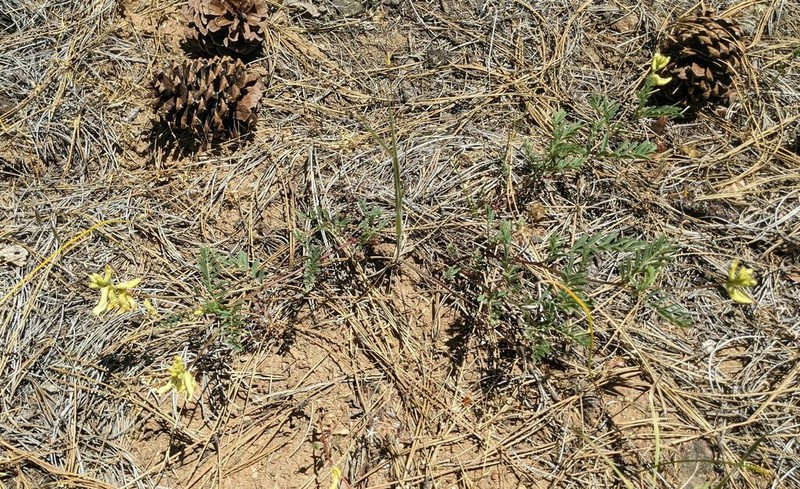 Klamath Basin Milkvetch photo 7