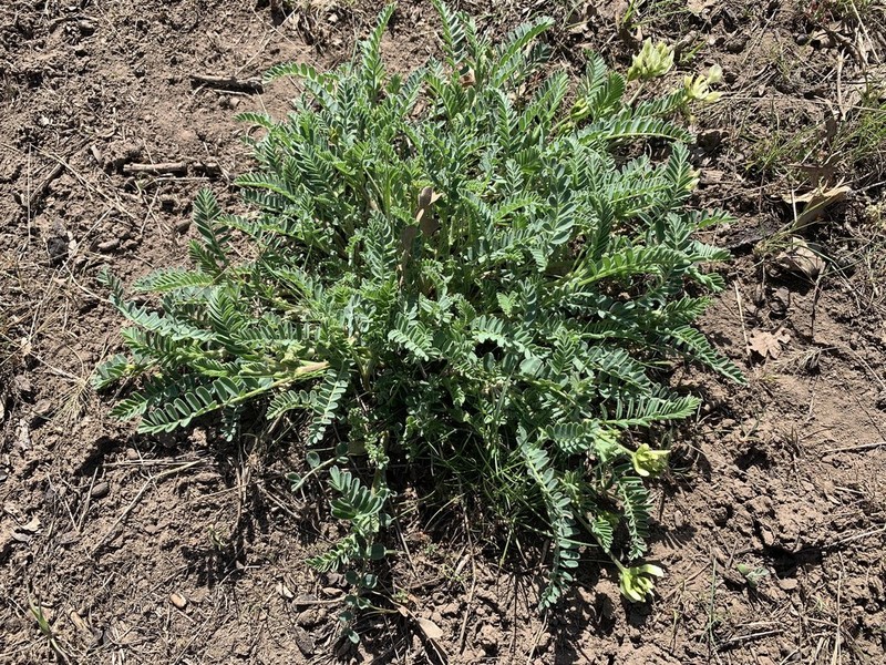 Klamath Basin Milkvetch photo 8