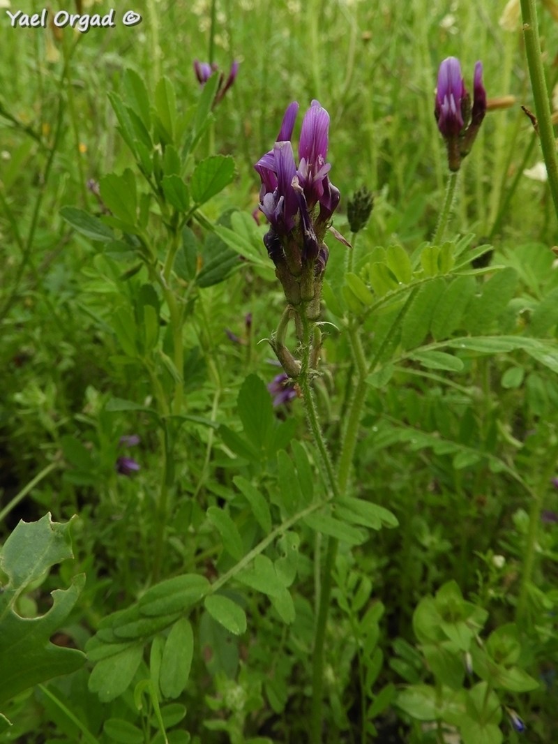 Astragalus callichrous photo 2