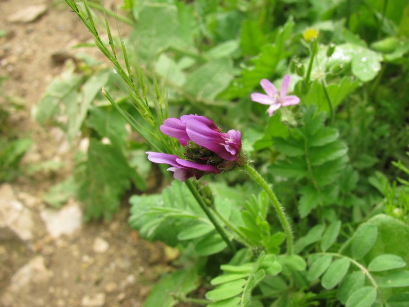 Astragalus callichrous photo 3