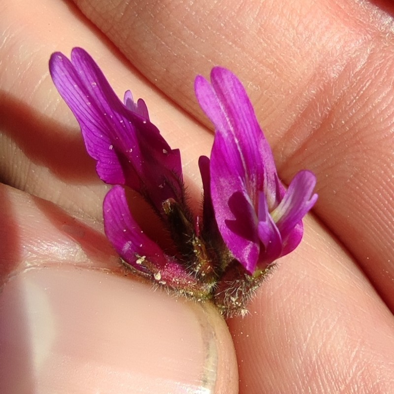 Astragalus callichrous photo 4