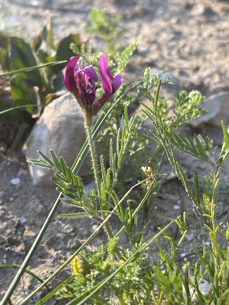Astragalus callichrous photo 5