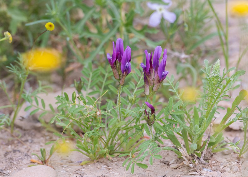 Astragalus callichrous photo 6