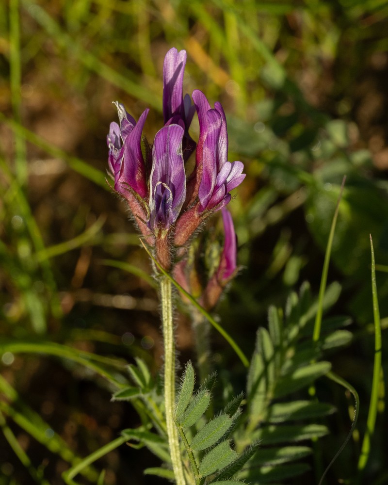 Astragalus callichrous photo 7