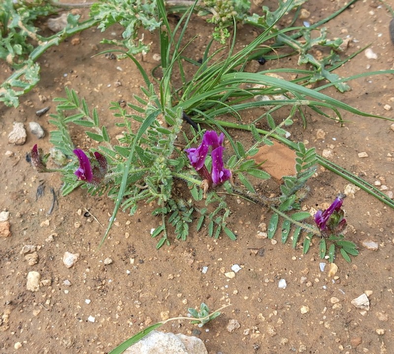 Astragalus callichrous photo 8