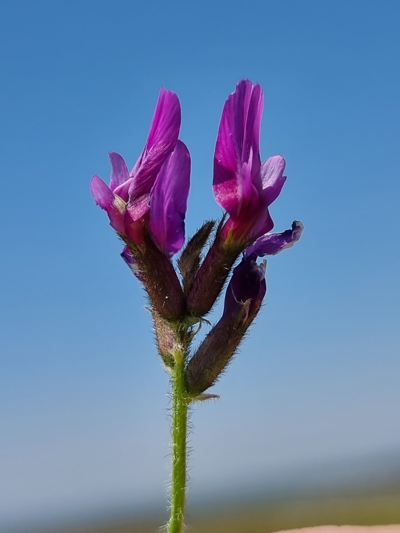 Astragalus callichrous