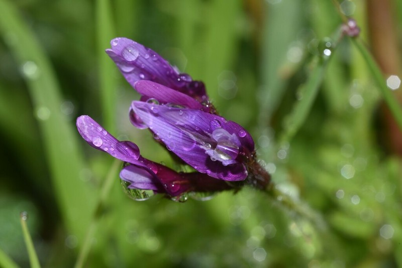 Astragalus callichrous photo 2