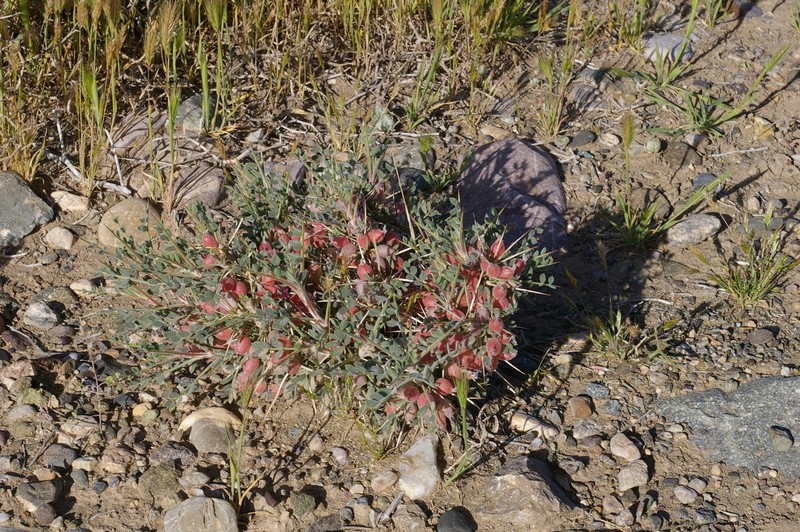 Astragalus calliphysa photo 2