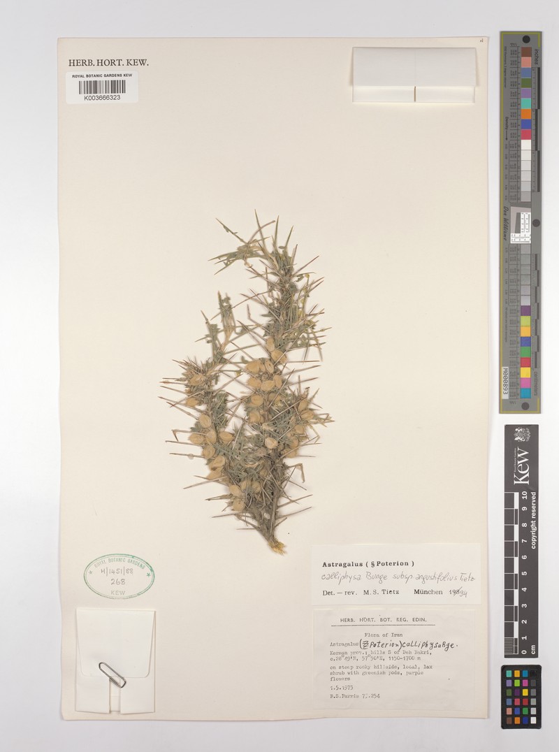 Astragalus calliphysa subsp. angustifolius