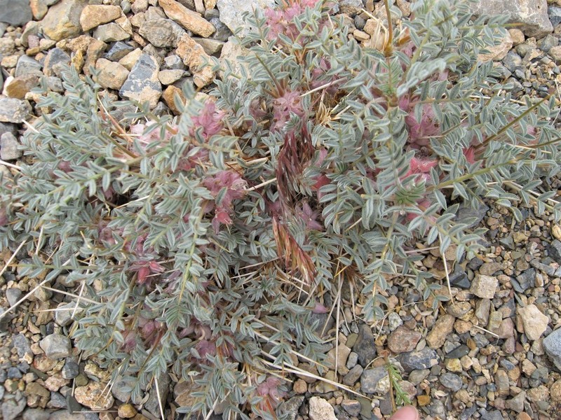 Astragalus callistachys