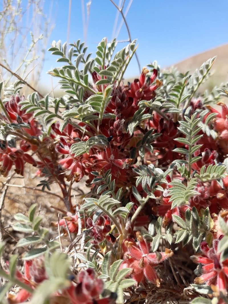Astragalus callistachys photo 3