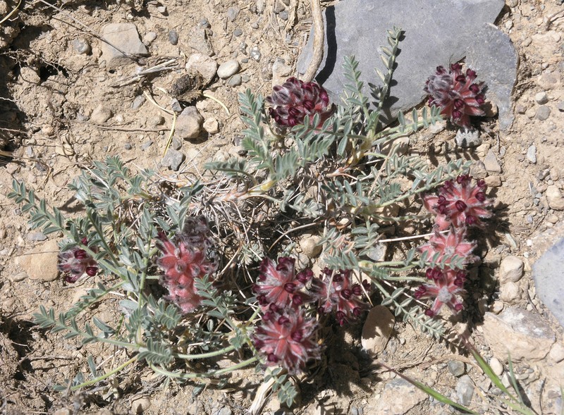 Astragalus callistachys photo 4