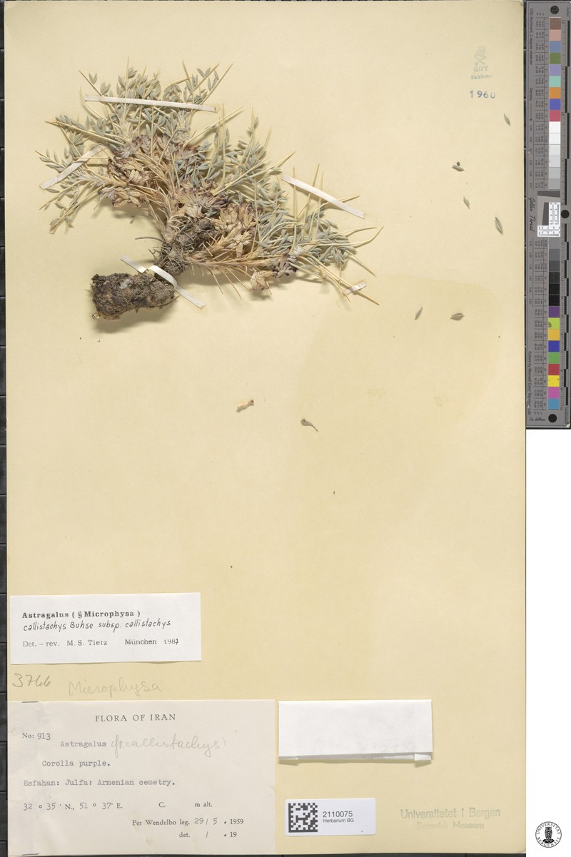 Astragalus callistachys photo 2