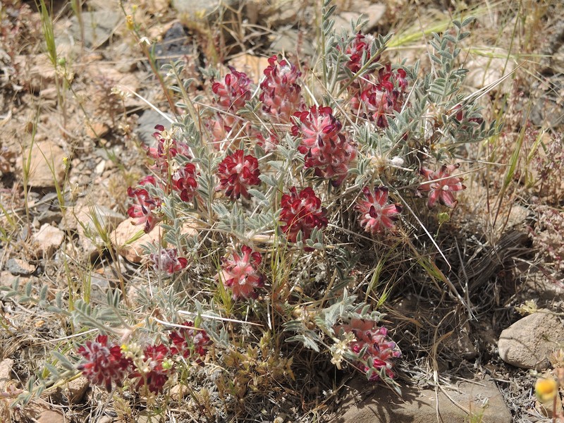 Astragalus callistachys subsp. callistachys