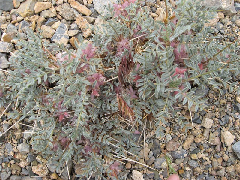Astragalus callistachys subsp. callistachys photo 2