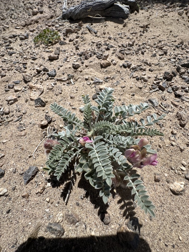 Callaway Milkvetch