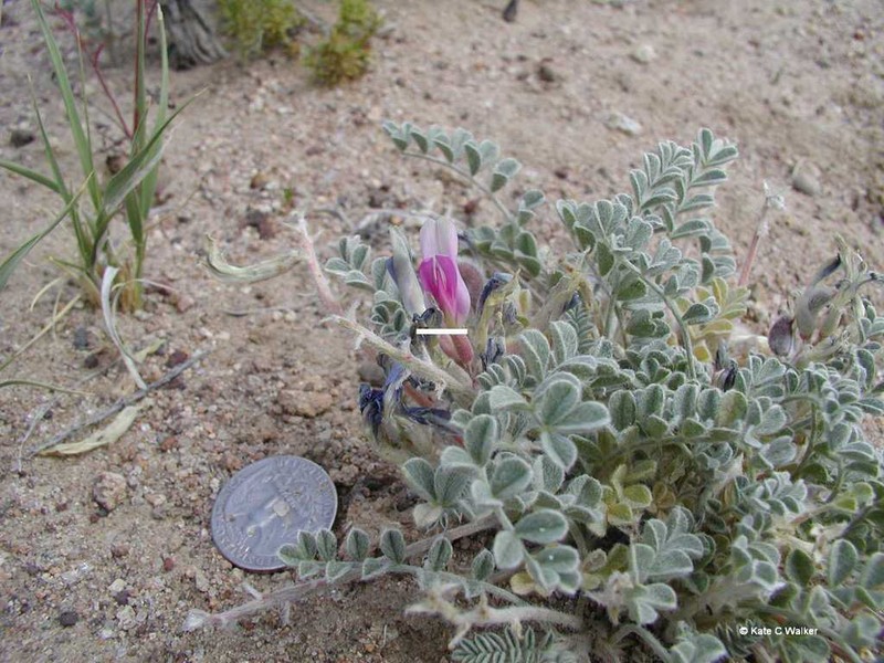 Callaway Milkvetch photo 5