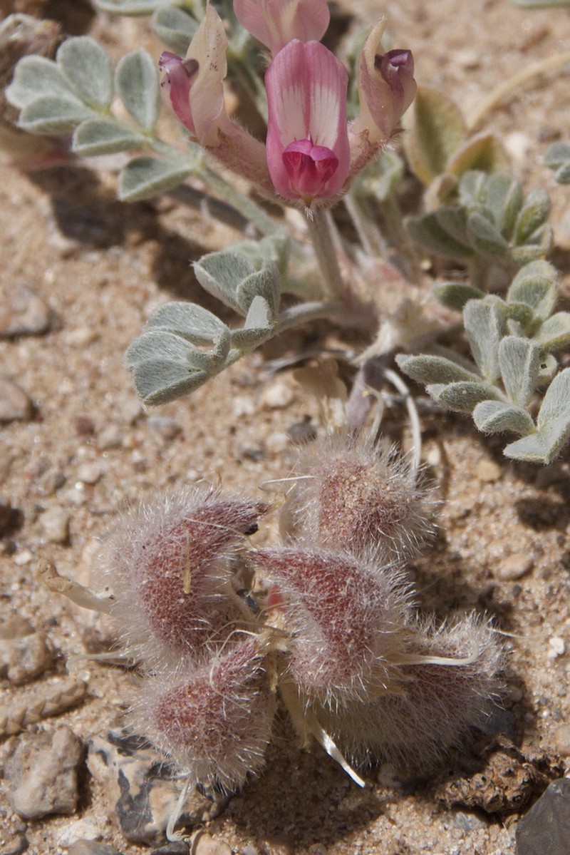 Callaway Milkvetch photo 6