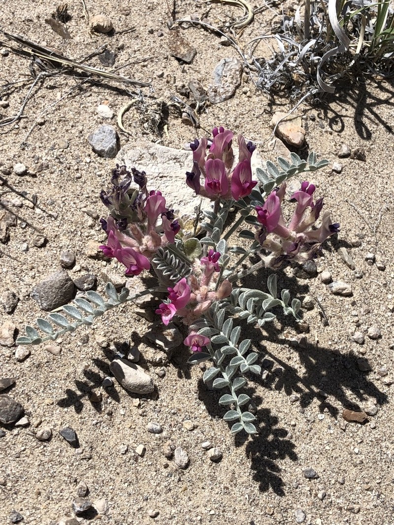 Callaway Milkvetch photo 7