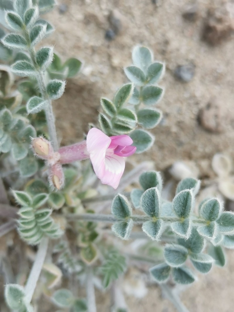 Callaway Milkvetch photo 8