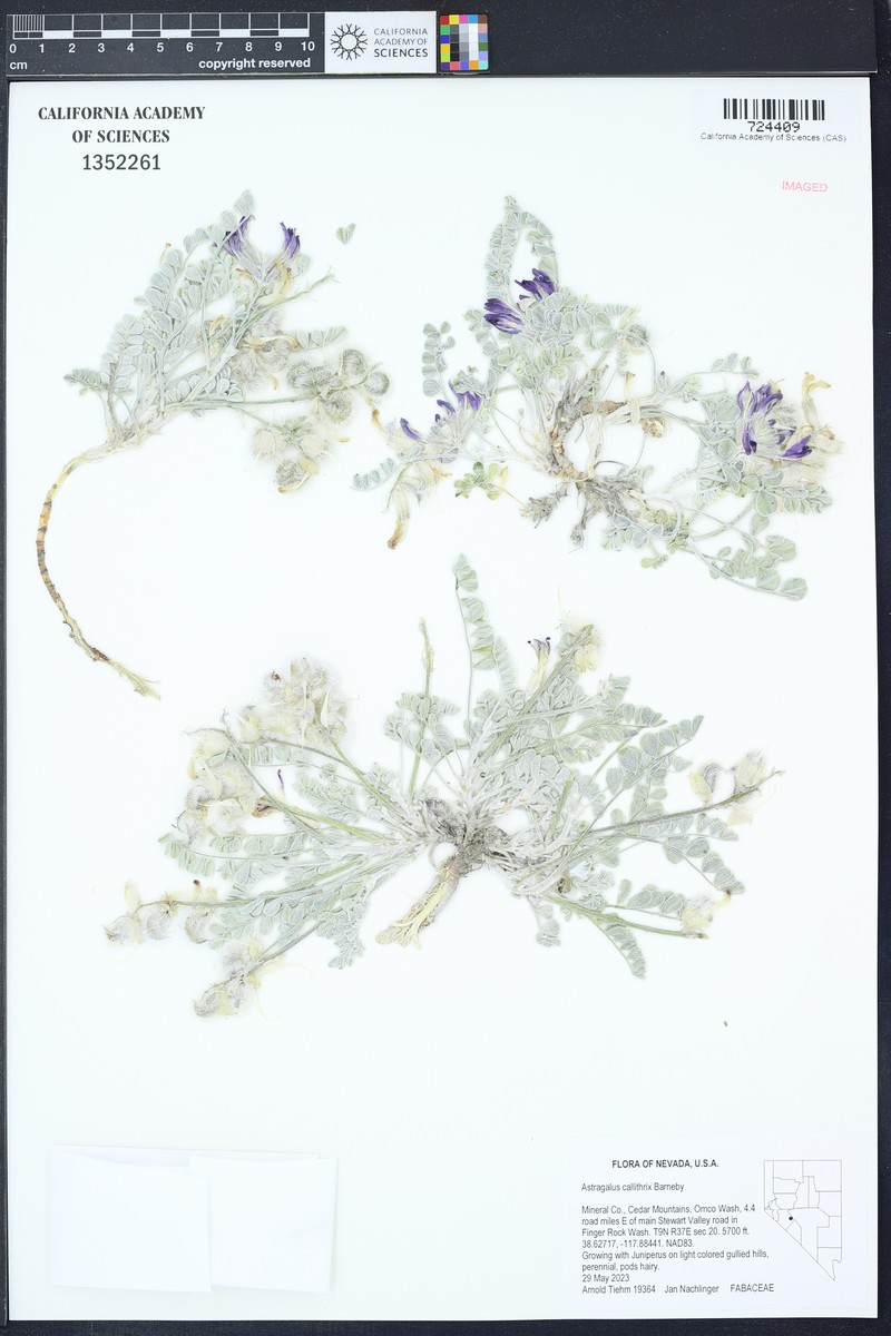 Callaway Milkvetch photo 4