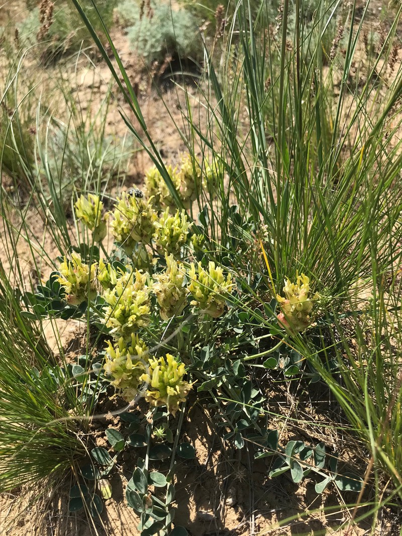 Astragalus calycinus