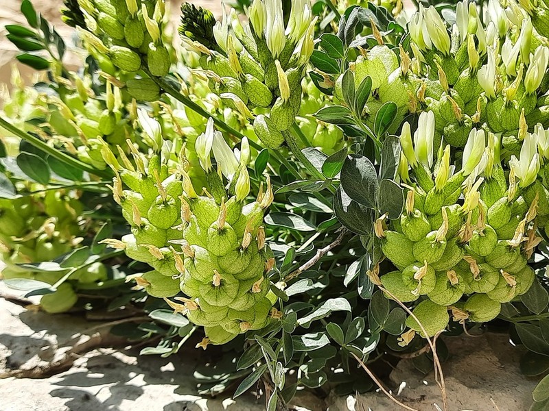 Astragalus calycinus photo 2