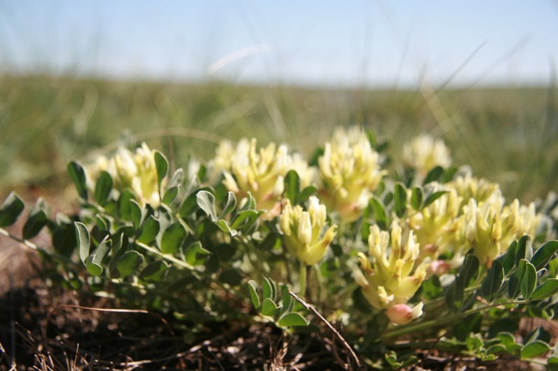 Astragalus calycinus photo 3