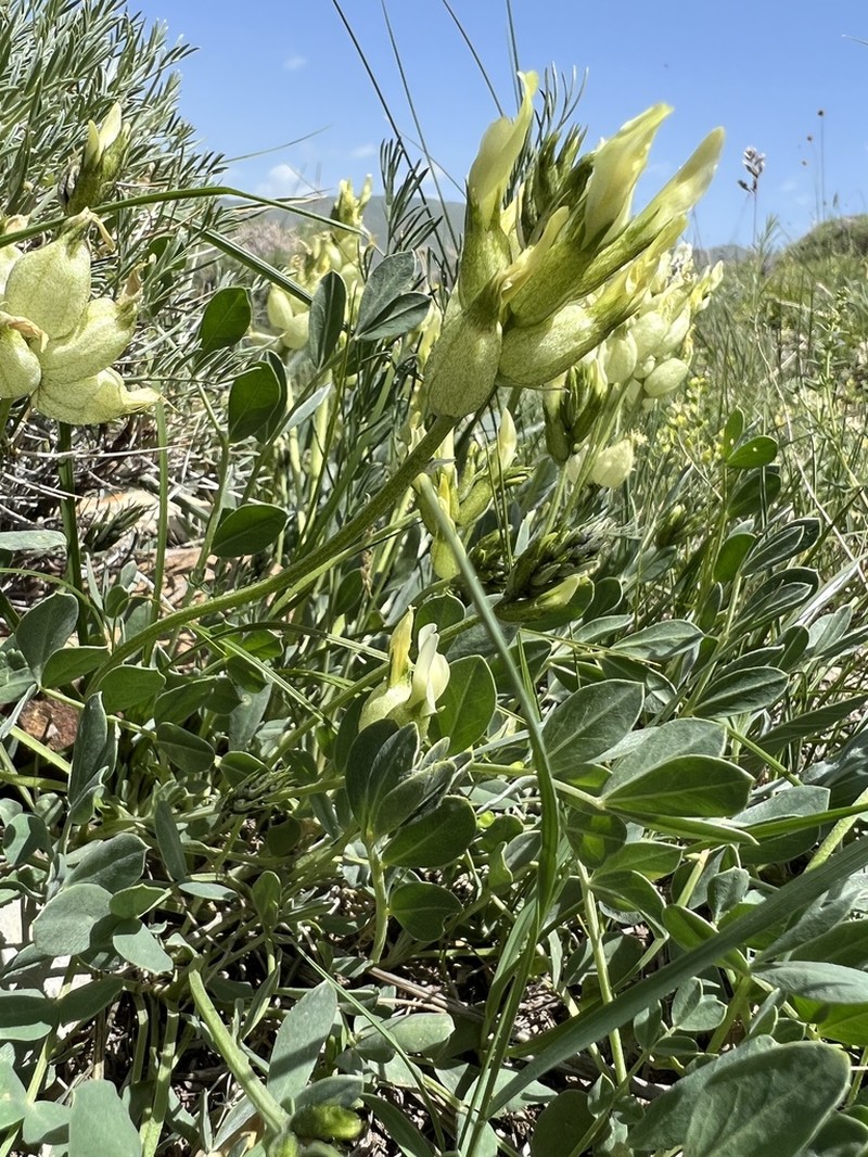 Astragalus calycinus photo 4