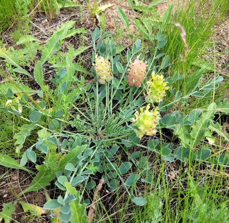 Astragalus calycinus photo 5