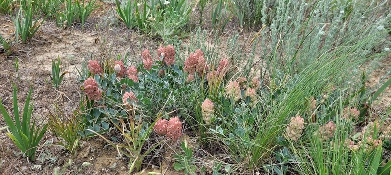 Astragalus calycinus photo 6