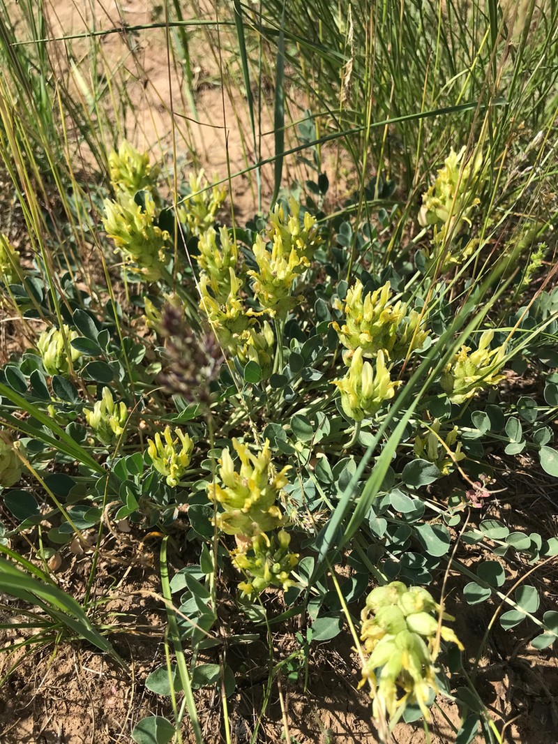 Astragalus calycinus photo 7