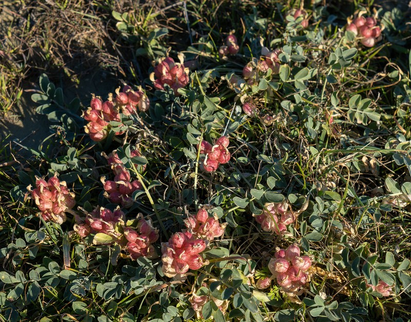 Astragalus calycinus photo 8