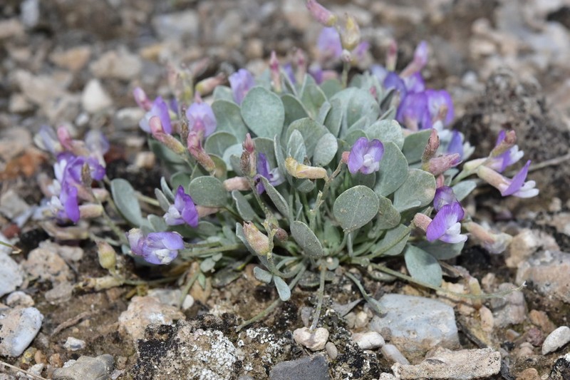 Torrey's Milkvetch