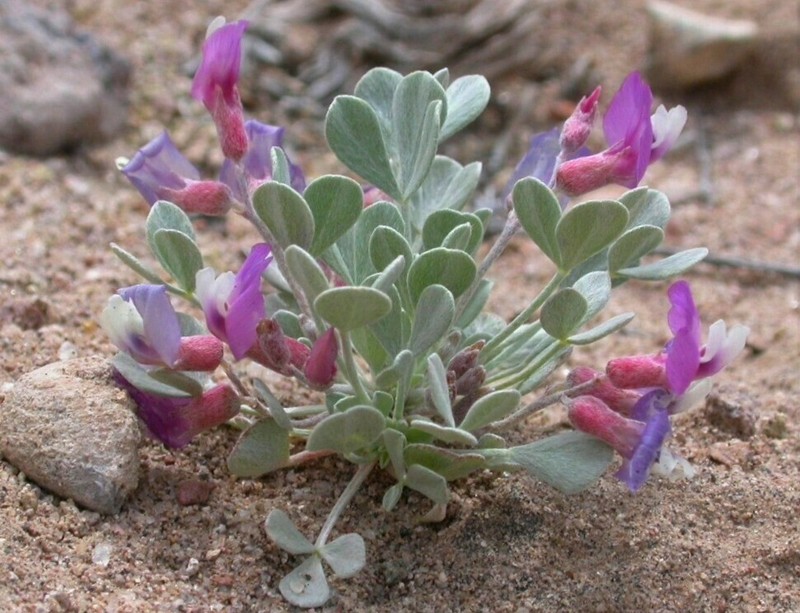Torrey's Milkvetch photo 2