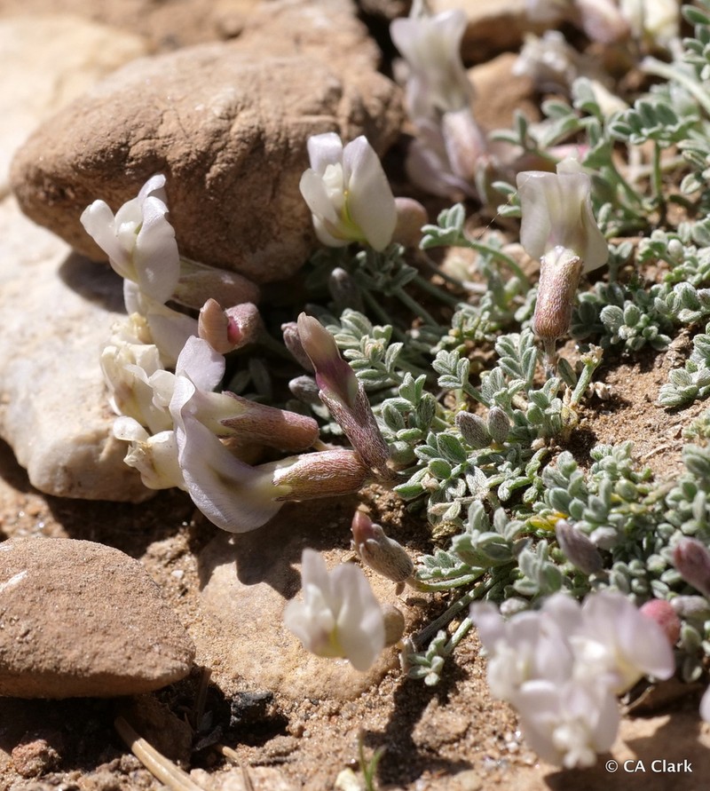 Torrey's Milkvetch photo 3