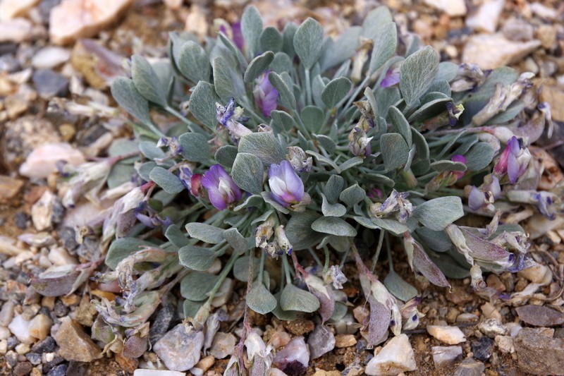 Torrey's Milkvetch photo 4