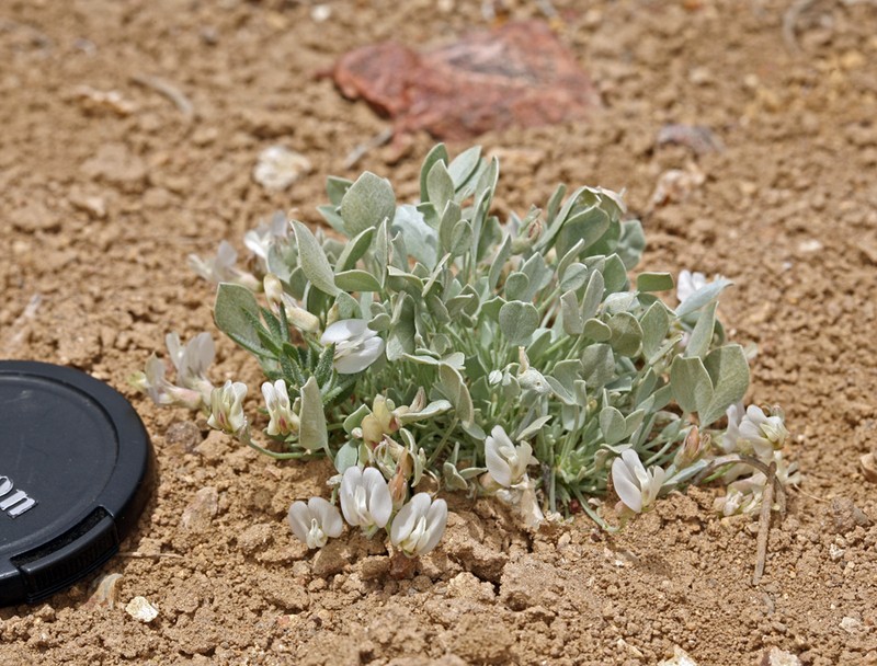 Torrey's Milkvetch photo 5
