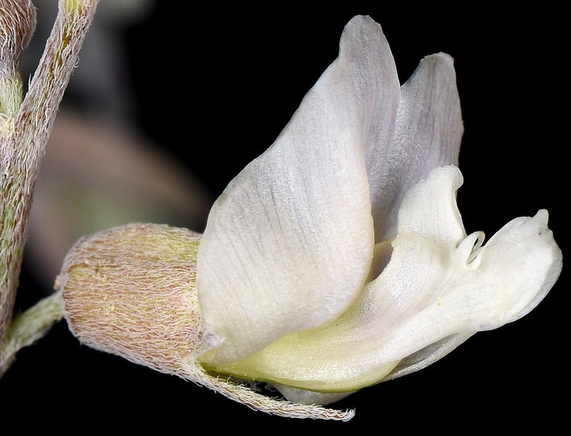 Torrey's Milkvetch photo 6