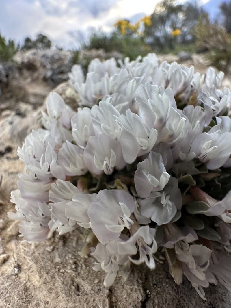 Torrey's Milkvetch photo 7