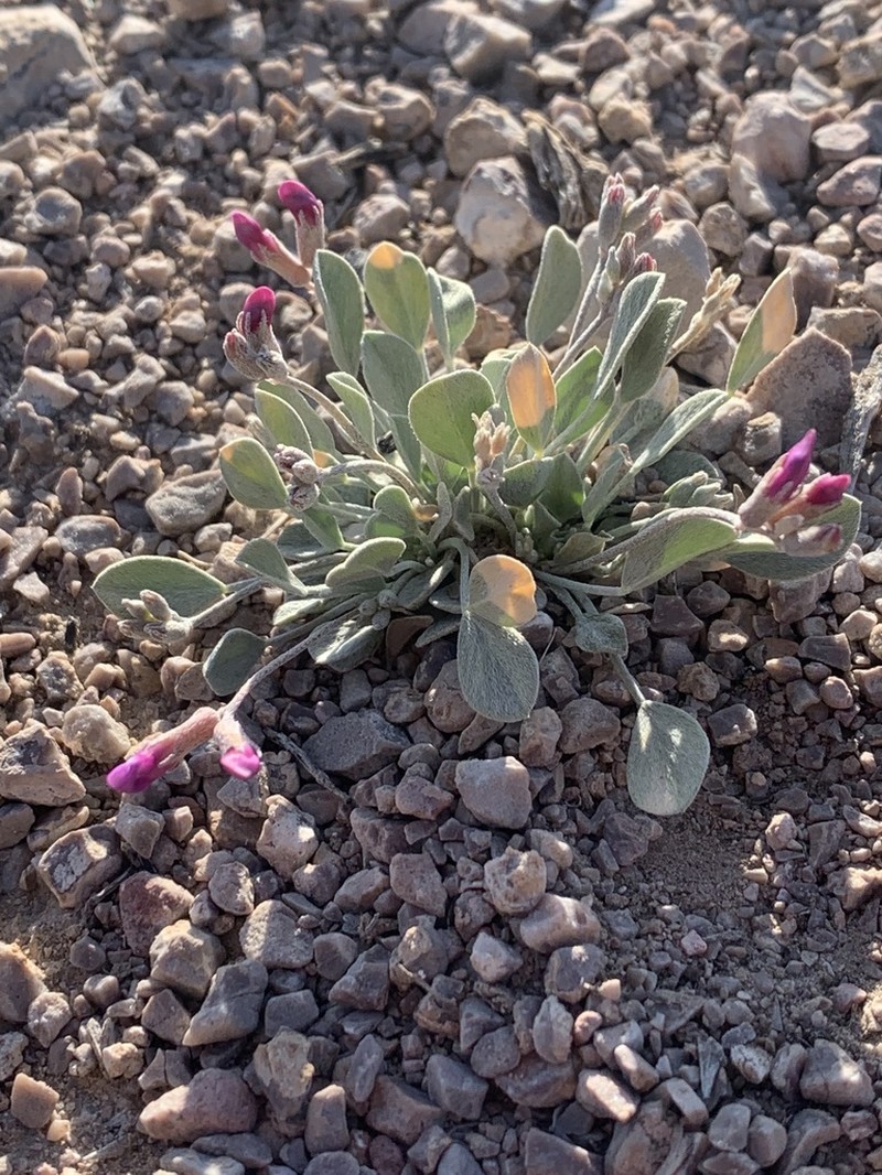 Torrey's Milkvetch photo 8