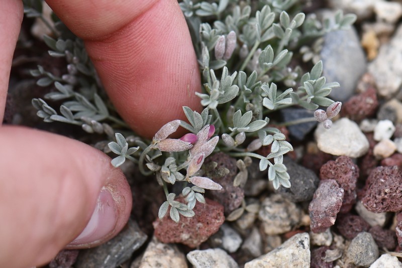 Astragalus calycosus var. calycosus